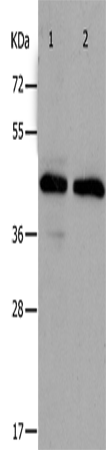 Western Blot analysis of Hela and A549 cell using PAWR Polyclonal Antibody at dilution of 1:400