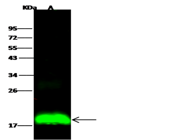 Recombinant IFITM1 Monoclonal Antibody - small - 3