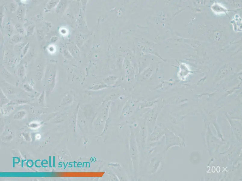 NRK-49F Cell Complete Medium - small - 6