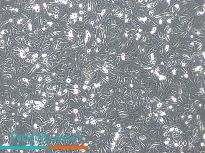 HS-5 Cell Complete MediumHS-5 Cell Complete Medium - 3