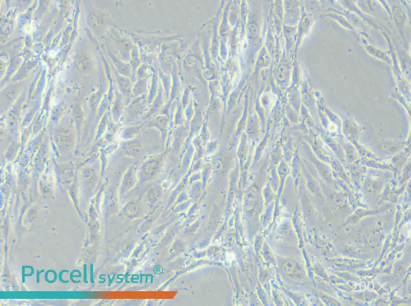 MS1 Cell Complete Medium - small - 6
