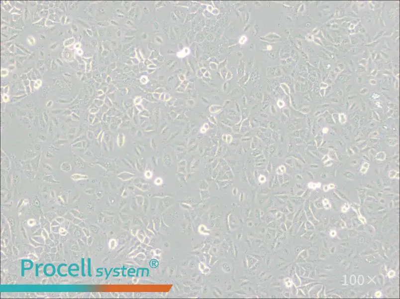 A549 [A-549] Cell Complete Medium - 2