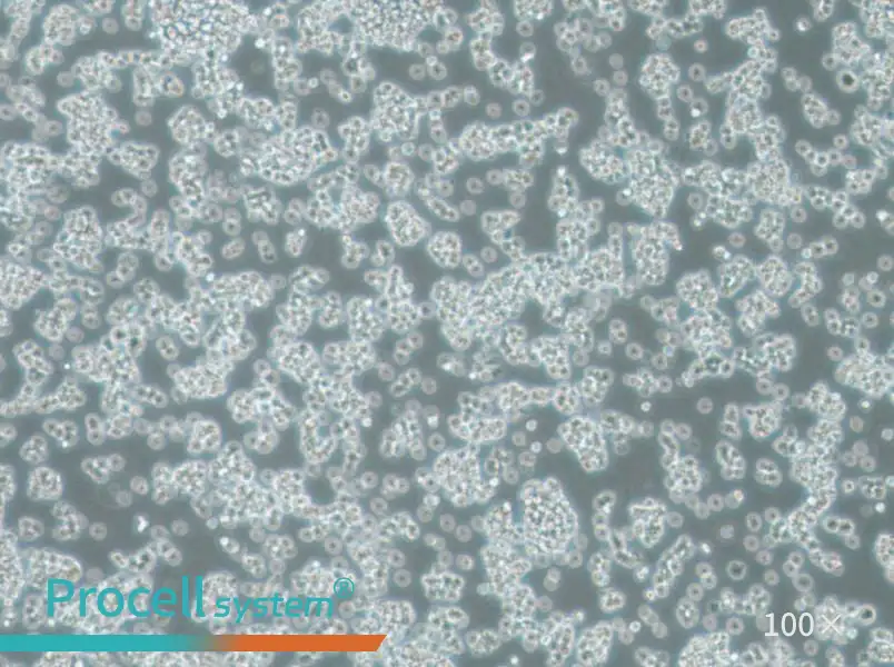 BC-3 Cell Complete Medium - 2