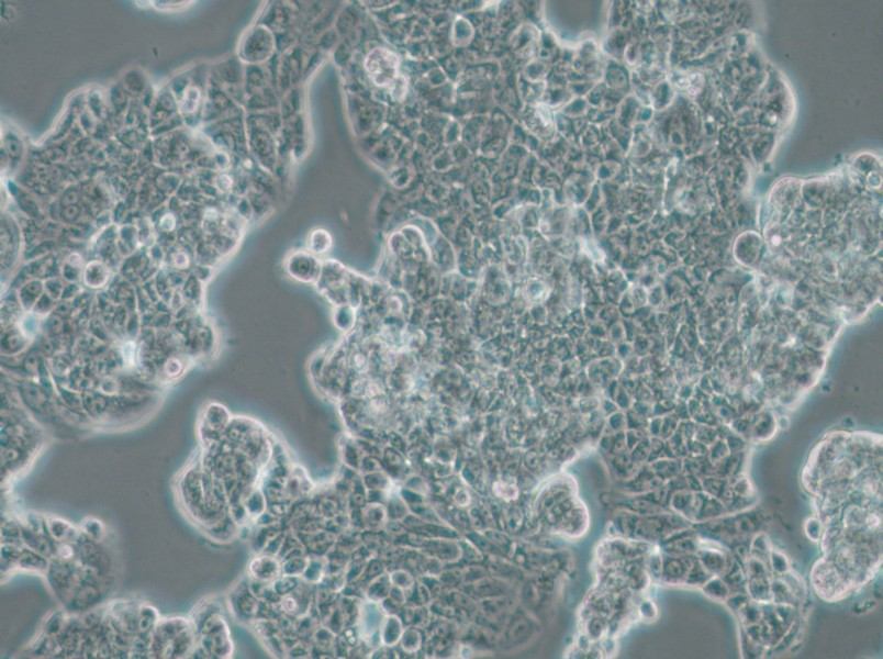 MCF7 [MCF-7] Cell Complete Medium - 6