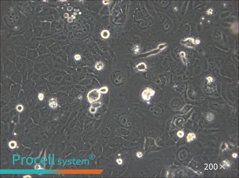 SVCT Cell Complete Medium - small - 4