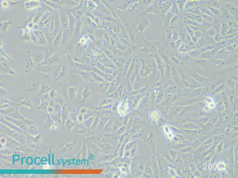 SK-6 Cell Complete Medium - 4