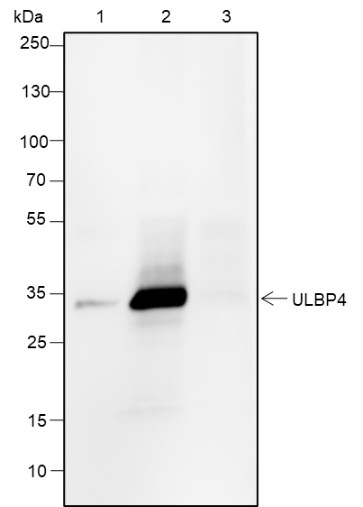 Recombinant RAET1E Monoclonal Antibody - small - 3