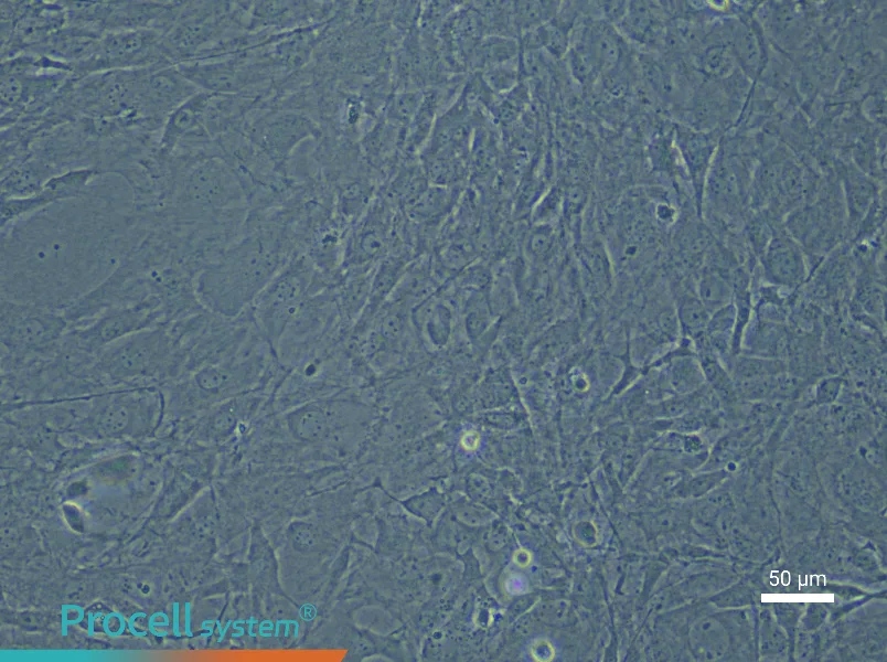 Mouse Corneal Stromal Cell Complete Medium - 4