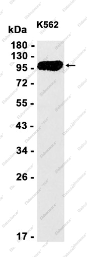 Recombinant Phospho-Dishevelled 2 (Ser143) Monoclonal Antibody - 1