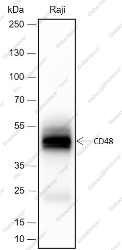 Recombinant CD48 Monoclonal Antibody - 1