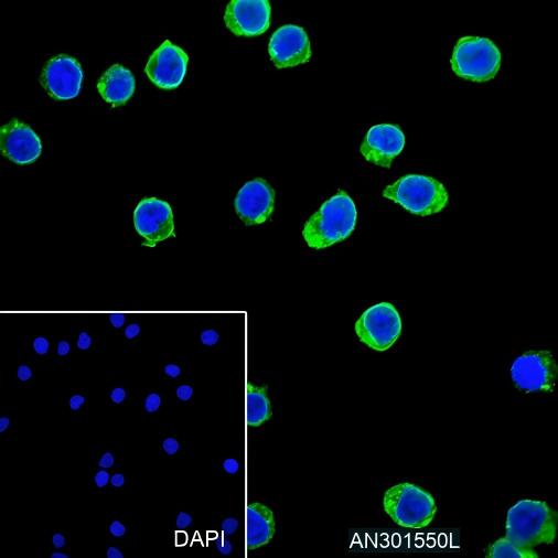 Recombinant HLA-DPA1 Monoclonal Antibody - small - 4