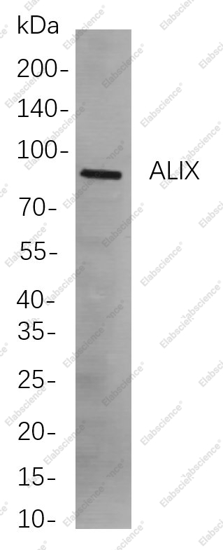 Recombinant ALIX Monoclonal Antibody - 1