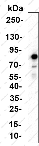 Recombinant Mitofilin Monoclonal Antibody - 1