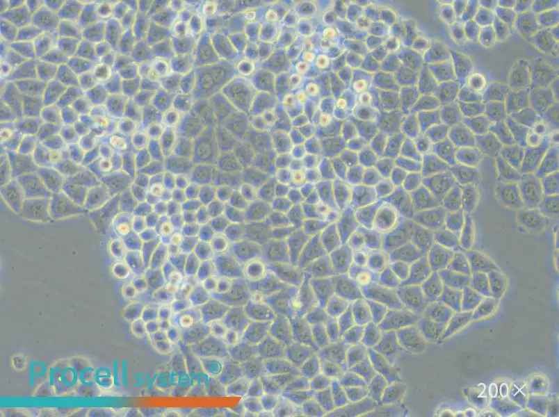 PC-9-DDP Cell Complete Medium - 4