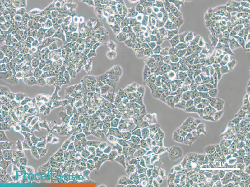 RH-35 Cell Complete Medium - small - 6