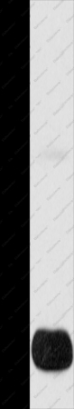 POMC Polyclonal Antibody - 1