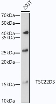 Western blot analysis of extracts of 293T cells using TSC22D3 Polyclonal Antibody at 1:1000 dilution.