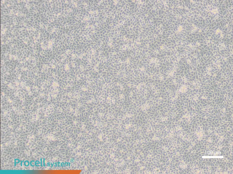 LM/TK [LMTK-] Cell Complete Medium - 3