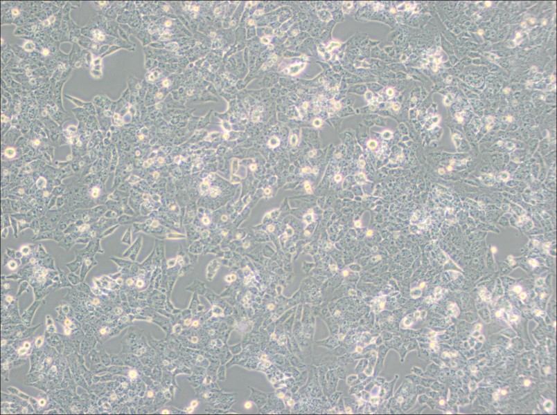 UMR-106 Cell Complete Medium-searchlist-1