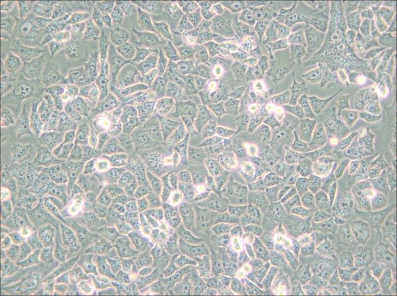 HuTu-80 Cell Complete Medium - small - 6