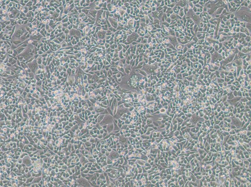 HCT-15-TAX Cell Complete Medium-searchlist-1