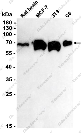 Recombinant CPSF6 Monoclonal Antibody - 2