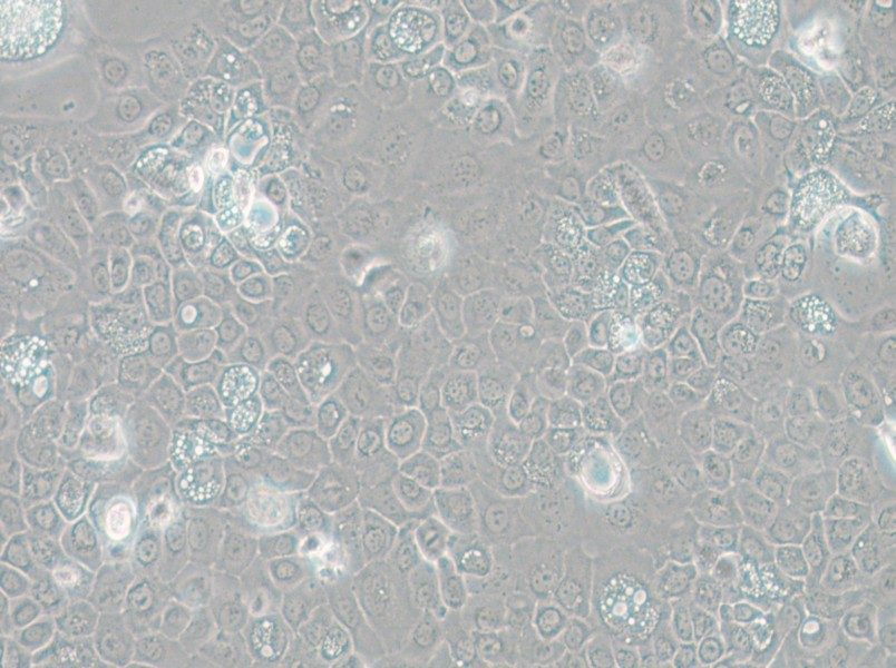 SCC-25 [SCC 25; SCC25] Cell Complete Medium - small - 5