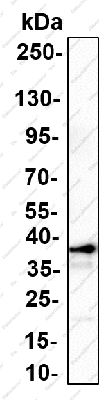 Recombinant Cleaved Caspase-8 (Asp374) Monoclonal Antibody - 1