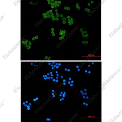 Recombinant Ubiquitin Conjugating Enzyme E2 L3 Monoclonal Antibody - 4