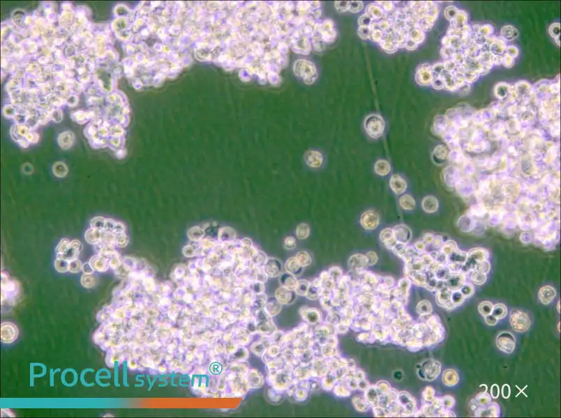 NCI-H524 Cell Complete Medium - 6