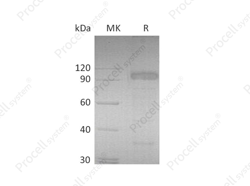 IL-23R (C-Fc), Mouse, Recombinant