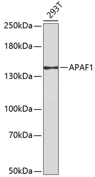 Western blot analysis of extracts of 293 cells using APAF1 Polyclonal Antibody.