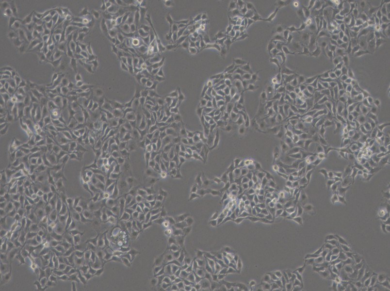 HCC1806 Cell Complete Medium-searchlist-1