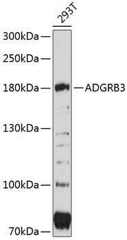 Western blot analysis of extracts of 293T cells using ADGRB3 Polyclonal Antibody at 1:3000 dilution.