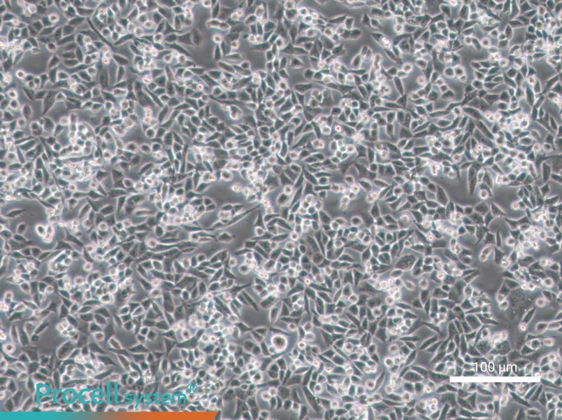 4T1 Cell Complete Medium - 1