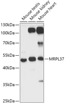 Western blot analysis of extracts of various cell lines using MRPL37 Polyclonal Antibody at 1:1000 dilution.