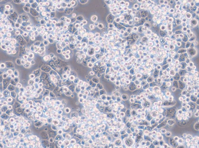 MDA-kb2 (L15) Cell Complete Medium - small - 4