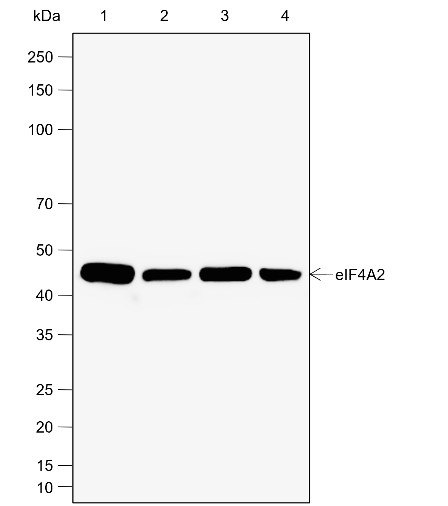 Recombinant eIF4A2 Monoclonal Antibody-searchlist-1