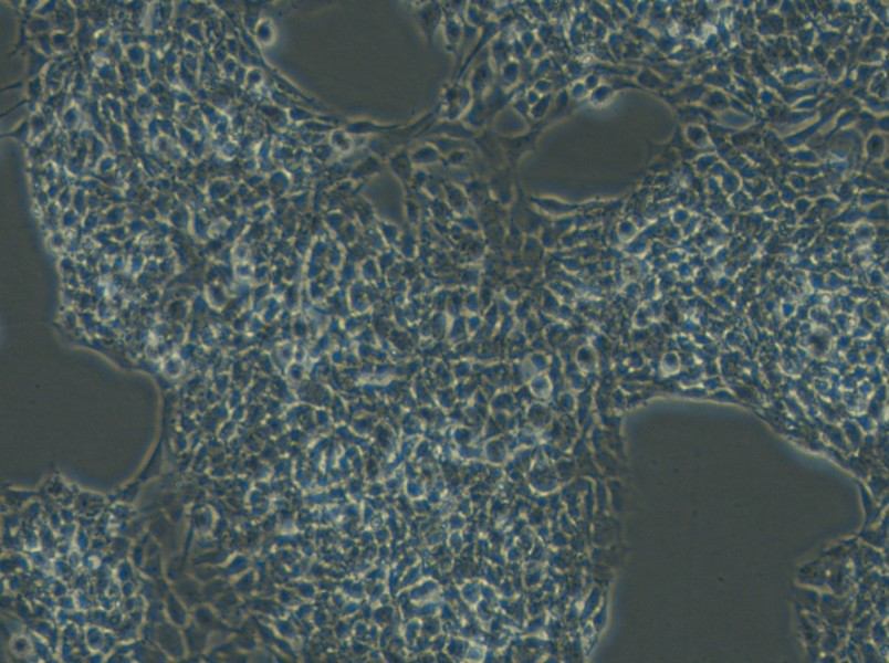 A-673 Cell Complete Medium - 5