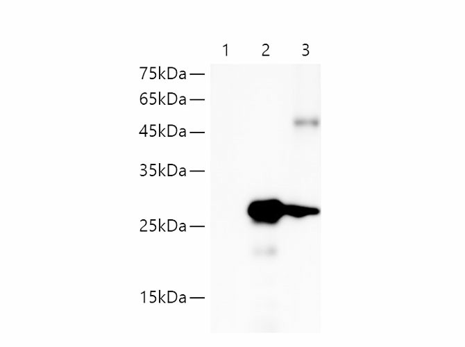 HA-Tag Monoclonal Antibody - small - 4