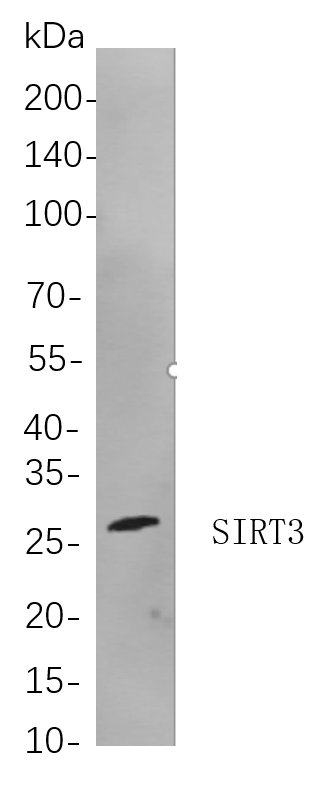 Recombinant SIRT3 Monoclonal Antibody-searchlist-1