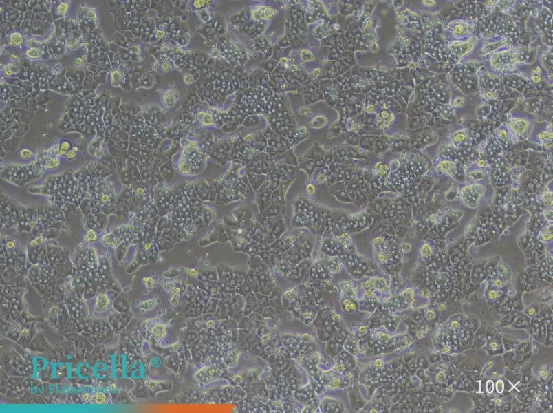 Rat Hepatic Parenchymal Cell Isolation and Culture Kit - small - 4