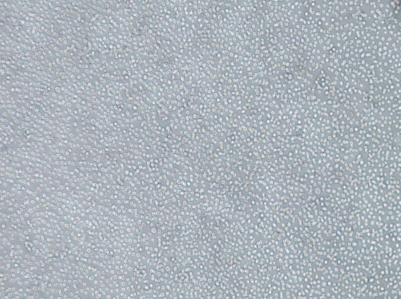 skm-1 Cell Complete Medium-searchlist-1