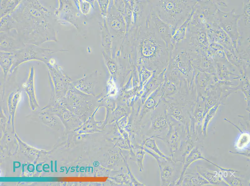 3T3-L1 Cell Complete Medium - small - 5