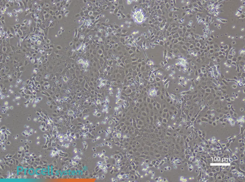 Rat Epidermal Keratinocyte Complete Medium - 2