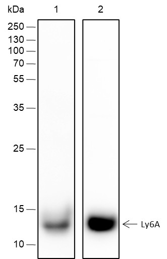 Recombinant Ly-6A/E Monoclonal Antibody-searchlist-1