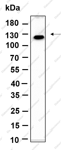 Recombinant MLLT6 Monoclonal Antibody - 1