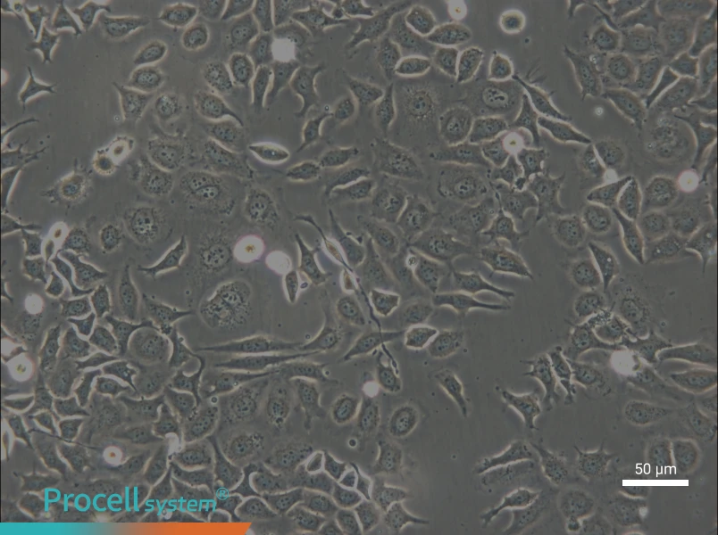 NP69SV40T Cell Complete Medium - small - 6