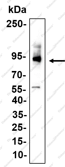 Recombinant CD33 Monoclonal Antibody - 2