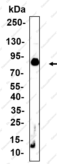 Recombinant Ku-80 Monoclonal Antibody - 3